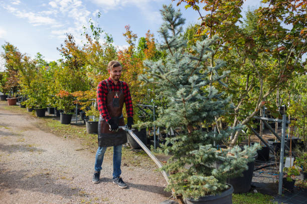 Best Tree Trimming and Pruning  in Allen, TX